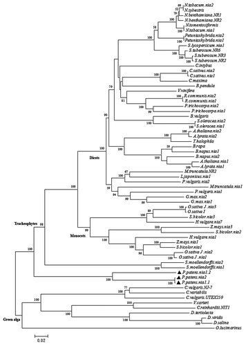Figure 3. Phylogenetic tree of algae and land plants NR amino acid sequences. Only full NR sequences were included in this analysis, the GenBank accession numbers used are indicated in Table 2. The evolutionary tree was constructed with the MEGA5 software.Citation40 Bootstrap analysis of 1000 replications was performed on the trees inferred from the neighbor-joining method. Bootstrap values are noted in the nodes, those below 50% are not shown.