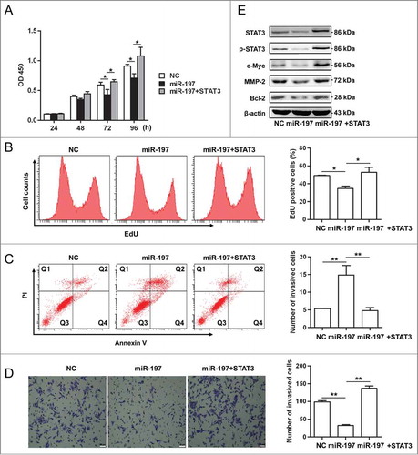 Figure 4. miR-197 suppresses proliferation, invasion but promotes apoptosis in HepG2 cells through IL-6/STAT3 signaling pathway. (A–B) HepG2 cells growth were measured by CCK-8 analysis (A) or using EdU incorporation (B) after transfection of negative control (NC), miR-197 mimics (miR-197) or miR-197 plus pcDNA-STAT3 which contain STAT3 cDNA that cannot be targeted by miR-197 (miR-197+STAT3). (C) Apoptotic HepG2 cells were analyzed by FACS after they are transfected with NC, miR-197 or miR-197+STAT3. The AnnexinV-positive cells were regarded as apoptotic cells. (D) The invasive ability of HepG2 cells was evaluated by in vitro invasion assays after transfection of NC, miR-197 or miR-197+STAT3. (E) HepG2 cells were transfected with NC, miR-197 or miR-197+STAT3, 48 h later, the expression levels of STAT3, p-STAT3, c-Myc, Bcl−2, and MMP-2 were analyzed by Western blotting. Data are shown as mean ± s.d. (n = 3) of one representative experiment. Similar results were obtained in at least three independent experiments. %p < 0.05, %%p < 0.01, %%%p < 0.001. Scale bar = 50 μm.