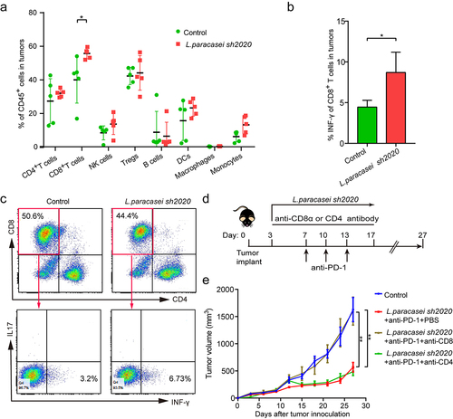 Figure 6. CD8+ T cells were required for anti-tumor effect of L. paracasei sh2020. (a) The percentage of tumor-infiltrating immune cell in individual mice in the control and L. paracasei sh2020-treated group (n = 5). (b-c) The expression of INF-γ on the CD8+ T cells within tumors from mice in the control and L. paracasei sh2020-treated group at the end of the experiment, representative flow sample and statistics were showed in c and d, respectively (n = 4–5). (d) Experimental design: C57BL/6 mice were implanted subcutaneously with 5.0 × 105 MC38 cells and treated with anti-PD-1 + L. paracasei sh2020. The anti-mouse CD8α or CD4 antibody was initiated 1 day before anti-PD-1 + L. paracasei sh2020 treatment and continued twice a week for two weeks. (e) Tumor growth in the tumor-bearing mice treated with L. paracasei sh2020 and depleted for CD4+ or CD8+ T cells (n = 5–6). *P < .05, **P < .01.