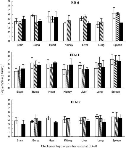 Figure 1.  Quantification of total HVT loads at ED-20 in organs of chicken embryos inoculated on different days of embryogenesis. Inoculum per bird: 5720 PFU, □; 572 PFU, Display full size; and 57.2 PFU, ▪. For details, see Table 1.