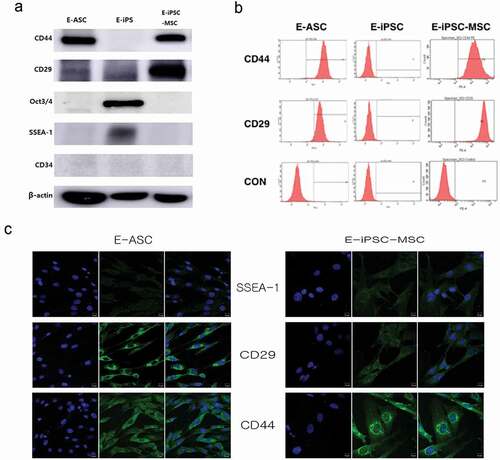 Figure 3. Protein expression of iPSC and MSC markers.