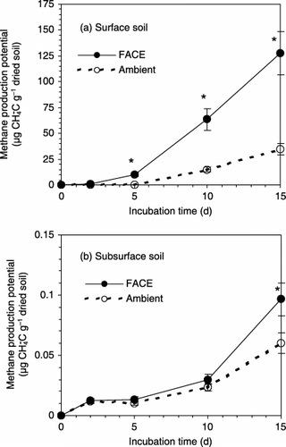 Figure 1  Change in CH4 production from (a) surface (0–1 cm) and (b) sub-surface (1–10 cm) soil samples collected from a rice paddy field exposed to elevated and ambient CO2 concentrations. Vertical bars indicate the standard error of the mean. Values are the mean of three replicates. Asterisks indicate significant differences between free-air CO2 enrichment (FACE) and ambient treatments using an independent sample t-test (P ≤ 0.05).