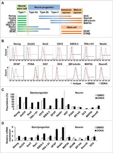 Figure 2. Cdk4 inhibition is enriching neural stem and progenitor pool. (A) Characterized marker proteins of neural stem and progenitor, immature/mature neuron and glial cells were categorized according to the various stages of neural development. GFAP (underlined) are used as both early stem/progenitor and glial marker. (B) Surface and intracellular markers were stained with specific antibodies and analyzed by flow cytometry. Black-colored open histograms illustrate the specific antibodies for DMSO control, as indicated. Red-colored open histograms represent the staining against each specified antibodies of the Cdk4 inhibitor-treated hMSCs and gray-colored dot histograms illustrate the control immunoglobulin. (C) The graph shows that percentages of neural lineage markers positive cells treated with Cdk4 inhibitor compared to the control DMSO-treated cells in B. (D) Relative expressions of mRNA transcripts were amplified by qRT-PCR. mRNA expression of each gene was normalized to 18S mRNA.