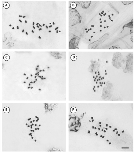 Figure 5. Photomicrographs of mitotic metaphases in Solanum species of Morelloid clade with 2n = 24. (A) S. aloysiifolium 2210; (B) S. aloysiifolium 2152; (C) S. americanum; (D) S. chenopodioides; (E) S. concarense; (F) S. hastatilobum. Scale bar = 6 μm, all photomicrographs at the same scale. Arrows indicate satellites.