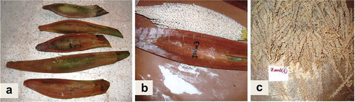 Figure 2. Date palm pollen collection. (A) Male spathes of some collection sites. (B) Fresh pollen from newly opened inflorescences. (C) Strands were cut off and spread on paper sheets to dry slowly in clean rooms