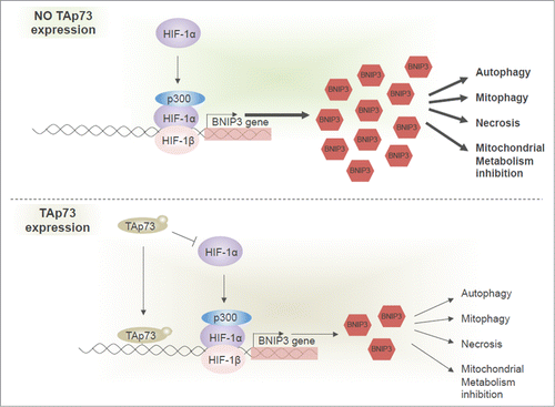 Figure 5. TAp73 regulates the BNIP3 expression via 2 mechanisms. TAp73 can directly bind the BNIP3 promoter and inhibit its expression. BNIP3 is upregulated by HIF1 in hypoxia. TAp73 drives HIF1α degradation and, subsequently, can prevent BNIP3 upregulation. No expression of TAp73 enables expression of BNIP3 (upper panel). TAp73 expression leads to lower BNIP3 level impacting different processes, including autophagy, mitophagy, mitochondrial metabolism and necrotic cell death.