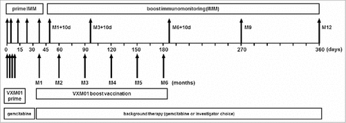 Figure 1. Study design including vaccination schedule and immunomonitoring time points. During the prime phase of the trial, patients received four prime doses of VXM01 or placebo as add-on to their standard chemotherapy with gemcitabine on days 1, 3, 5, and 7. Boosting vaccination with VXM01 or placebo was started 1 mo after the last prime administration and performed following a 1× per month administration schedule, as add-on to their background therapy, i.e., gemcitabine or investigator choice on days 38 (Month 1; M1), 60 (M2), 90 (M3), 120 (M4), 150 (M5), and 180 (M6). T cell response was measured during the priming phase on days 0, 4, 14, 21, and 38, and during the boosting phase on days 48 (M1+10 d), 100 (M3+10d), 190 (M6+10d), 270 (M9), and 360 (M12). IMM, immunomonitoring.