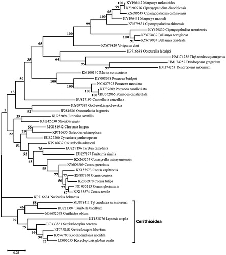 Figure 1. Maximum-likelihood tree of concatenated cox1, cox2 and cox3 genes of various Caenogastropoda. The tree with the highest likelihood is shown, with bootstrap values obtained after 1000 replications. The bracket indicates the position of the superfamily Cerithioidea.