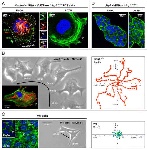 Figure 1. Cell motility is induced by v-ATPase Tcirg1 loss. (A) Confocal images of v-ATPase Tcirg1-null cells showing colocalization of RHOA with autophagosomes (LC3-positive, arrowhead) and autolysosomes (LC3- and LAMP1-positive, arrows), close to highly dynamic lamellipodia (right). As a result of the apparent RHOA sequestration, Tcirg1-null cells lacked ACTIN stress fibers and developed aberrant lamellipodia (arrowhead, left). (B) Time-lapse video microscopy (right) and XY migration tracks (left) showing that the Tcirg1-null cells established short-lived cellular contacts, and migrated rapidly at 15.2 ± 3.9 µm/h over long distances (still-images from Vid. S1; intervals in h:min). Arrows indicate the direction of cell movement. Inset: representative ACTIN (green) and microtubule (red) staining showing that Tcirg1-null cells displayed a classical front-rear polarized morphology, with membrane protrusion at the leading edge (arrowhead). (C) Left. Representative confocal images showing in WT cells the presence of RHOA at the plasma membrane (inset, arrowhead), and the formation of F-ACTIN (arrowhead). Time-lapse video microscopy (middle, images selected from Vid. S1; intervals in h:min) and XY migration tracks (left, cell positions were recorded every 60 min for 7 h) showing that WT cells moved slowly at 2 ± 1 µm/h. (D) Inhibition of autophagosome formation by Atg5 shRNA dramatically increases localization of active RHOA at the plasma membrane of Tcirg1-null cells, which restored a normal small morphology and the formation of actin fibers (arrowhead).