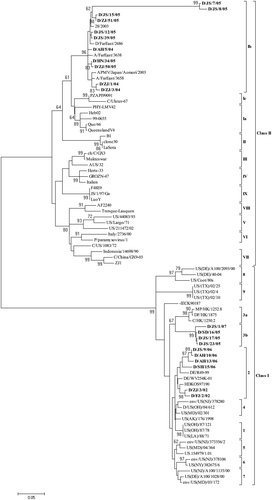 Figure 2.  Phylogenetic tree of NDV reference strains representing previously established class II genotype I to IX and the more recently set up class I genotype 1 to 9, and representative NDV isolates from surveillance in domestic ducks in this study (set in bold), showing major divisions of classes and genotypes. The tree is based on comparison of partial F gene sequence (between nt 47 and 420). Accession number and other background information of the reference strains are in Table 3.