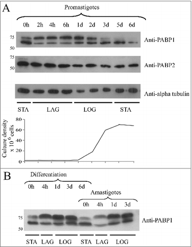 Figure 1. Expression analysis of L. infantum PABP1 during both promastigote and amastigote life stages. (A) Western blotting comparing the PABP1 expression with that of PABP2 and alpha-tubulin during distinct promastigote growth phases. The results from a single growth curve are shown with aliquots taken immediately after passaging to start a new culture (0h), at 2, 4 and 6 hour time points and daily after that. For all lanes equal loads were run under denaturing conditions and blotted with whole rabbit polyclonal sera directed against Leishmania PABP1 and PABP2 or serum against alpha tubulin (protein loading control). The results shown are representative of multiple experiments carried out not only with L. infantum, but also with L. major and L. amazonensis. The graphic representation of the cell counts from every aliquot is shown below the blot. (B) Western blotting showing the PABP1 expression in L. infantum during two consecutive curves grown in amastigote media. The 1st curve, the differentiation curve, started with stationary phase promastigotes and the second curve started with fully differentiated, stationary phase amastigotes as previously described [Citation52] and, as previously shown, the differentiation into amastigotes was confirmed through the detection of the A2 amastigote-specific marker. STA – Stationary cells. LAG – Lag phase culture. LOG – Logarithmic phase culture. For the PABP blots relevant molecular weight markers are shown on the left.