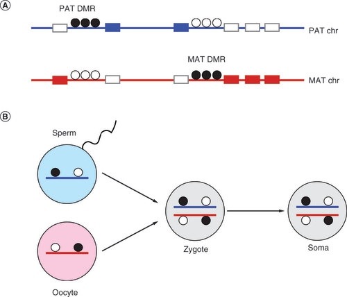 Figure 1. Imprinted gene expression depends on imprints carried from the male and female gametes. (A) Imprinted domains. Imprinted genes (rectangles) are expressed either in the paternally (blue) or in the maternally (red) inherited chromosome. Two imprinted domains are shown in one chromosome; one domain has a paternal and the other has a maternal germline DMR (gDMR). Dots indicate a group of methylated (black) or unmethylated (white) CpG dinucleotides in the DMRs. Silent gene alleles are shown by grey rectangles. (B) The imprinted gDMRs, which control imprinted gene expression in the soma, originate in the parental germlines. One paternal and one maternal gDMR is depicted as they arrive into the zygote methylated from the sperm or the egg, respectively.DMR: Differentially methylated regioN; MAT: Maternal; PAT: Paternal.