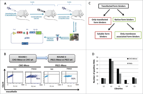 Figure 1. Generation of mouse anti-mesothelin Fabs. 5 mice were first tolerized with soluble form of mesothelin, then immunized with P815-Meso cells. After 4 cycles of immunization mice were killed and spleens were resected. Total RNA was extracted from splenocytes and cDNA was produced. Vh-Ch1 and Vk-Ck sequences were amplified, cutted and inserted to pCB3 phage vector. (A). 2 rounds of panning were performed on libraries with CHO-Meso (45%) vs CHO-WTcells (Round I) and P815-Meso (90%) vs P815 wt cells (Round II) respectively (B). Number of positive FABs screened on CHO-Meso and Hela cells for each mouse phage display library (C). Study pathway to identify non-competing Fabs which bind only membrane associated form of mesothelin (D).