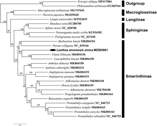 Figure 1. Maximum likelihood phylogenetic tree for Sphingidae based on the nucleotide sequence data of 13 PCGs from Laothoe amurensis sinica and other 24 species belonging to four related subfamilies of Sphingidae. The number on each node indicates the values of ultrafast bootstrap (UFB) of 1000 replications.