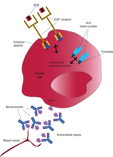 Figure 2 Targeted therapy approaches in NSCLC. Targeted therapies work by inactivating proteins essential for tumor growth and survival. Both EGF receptor tyrosine kinase and ALK can be mutated and overactive in some patients with NSCLC, although not typically in the same patients. Erlotinib and afatinib inhibit the tyrosine kinase on the intracellular region of the EGF receptor and prevent growth signaling. Crizotinib inhibits the kinase activity of ALK, located in the cell cytoplasm, to prevent growth signaling. Bevacizumab binds and inactivates vascular endothelial growth factor (VEGF) secreted by the tumor into the intracellular space, thereby limiting blood vessel formation to the tumor.Abbreviations: ALK, anaplastic lymphoma kinase; EGF, epidermal growth factor; NSCLC, non-small cell lung cancer.