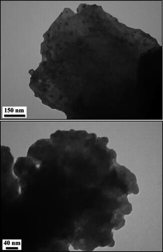 Figure 3. TEM images of Fe3O4@Pectin NPs.