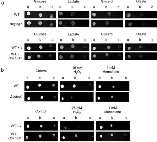 Figure 1. CgTOG1 confers resistance to oxidative stress inducers but is not required for the utilization of alternative carbon sources. (a) Comparison of spot growth assays of the KUE100 C. glabrata wild type and derived Δcgtog1 deletion mutant, as well as the L5U1 C. glabrata wild type strain, harboring the pGREG576 cloning vector, or the pGREG576_MTI_CgTOG1 expression plasmid, in the presence of glucose, lactate, glycerol or oleate as carbon sources. (b) Comparison of spot growth assays of the KUE100 C. glabrata wild type and derived Δcgtog1 deletion mutant, as well as the L5U1 C. glabrata wild type strain, harboring the pGREG576 cloning vector, or the pGREG576_MTI_CgTOG1 expression plasmid, in the presence of oxidative stress inducers H2O2 and menadione. (c) Comparison of spot growth assays of the KUE100 C. glabrata wild type and derived Δcgtog1 deletion mutant, as well as the L5U1 C. glabrata wild type strain, harboring the pGREG576 cloning vector, or the pGREG576_MTI_CgTOG1 expression plasmid, in the presence of distinct carbon sources and the oxidative stress inducer H2O2. (d) Comparison of spot growth assays of the KUE100::URA- C. glabrata wild type strain and the derived KUE100_Δcgtog1:URA- deletion mutant, harboring the pGREG576 cloning vector, or the pGREG576_MTI_CgTOG1 expression plasmid, in the presence of the oxidative stress inducer H2O2. The inocula were prepared as described in the materials and methods section. Cell suspensions used to prepare the spots were 1:5 (b) and 1:25 (c) dilutions of the cell suspension used in (a). The displayed images are representative of at least three independent experiments