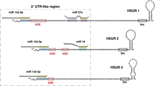 Figure 1. Nucleotide sequences of HSURs 1, 2, and 5 and miR-142-3p, miR-16, and miR-27a. Binding sites for miR-142-3p (highlighted in blue), miR-16 (highlighted in green), and miR-27a (highlighted in purple) are shown. Seed regions of miRNAs are highlighted in yellow. AU-rich element (ARE)-like sequences are shown in red boxes, whereas the Sm-binding site is shown in a black box.