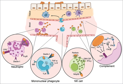Figure 2. Host innate immune responses to C. albicans blood stream infection. Upon transmigration of skin skin/mucosal barrier and entry to the bloodstream, C. albicans will activate the complement system and encounter circulating and resident leukocytes. Neutrophils are considered the forerunners of innate responses to C. albicans due to their efficient recognition and clearance of the fungus. Complement receptor 3 (CR3) and FCγR are the paramount human neutrophil receptors capable of recognizing C. albicans. Contact to the fungus initiates various signaling cascades, which in turn instigate effector mechanisms e.g. phagocytosis, oxidative burst and neutrophil extracellular trap (NET) formation. Mononuclear phagocytes include circulating monocytes as well as macrophages and dendritic cells residing in various tissues. These cells recognize C. albicans principally via dectin-1 which acts in concert with other pattern recognition receptors. They are a dominant source of IL-6 and TNF-α, both of which can exert direct effects on the fungus and also influence other immune cells. Although NK cells harbor many PRR capable of C. albicans recognition, NKp30 is the principal mediator of NK cell anti-Candida activity. NK cell-released perforin is directly candidacidal. Additionally, NK cells secrete GM-CSF and IFN-γ which both potently modulate other immune cells. Candida is a potent activator of human complement. Complement activation results in opsonization by deposition of C3b and release of anaphylatoxins C5a and C3a which influence immune cell recruitment and effector mechanisms. In addition to C3b, recognition of the fungal protein Pra1 and surface-recruited Factor H, a major regulator of complement activation, mediate recognition by immune cell CR3.