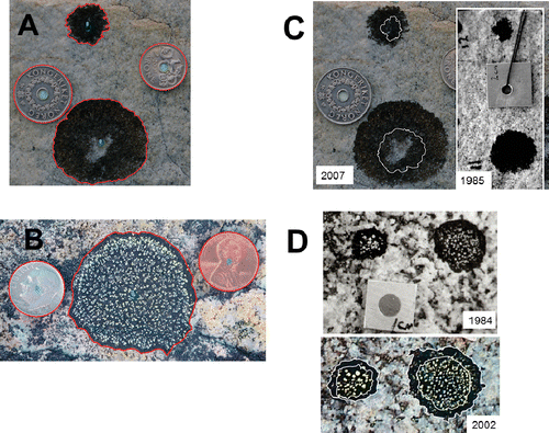 FIGURE 2 (A, B) Examples of digital images of lichen thalli, which were traced with image processing software in order to measure their area in mm2 (see Methods). (A) Pseudephebe, (B) Rhizocarpon. (C, D) Lichen images following georeferencing to determine percent growth. Each pair of images was scaled to be the same size by georeferencing using ArcGIS software using matching mineral grains and cracks in the underlying rock. The older images have been slid aside in this figure to allow before/after comparison of each thallus. The white trace shows the 1980s' thallus outlines superimposed on the newer images. (C) Pseudephebe from the Linnébreen growth station. (D) Rhizocarpon from the Conwaybreen growth station.