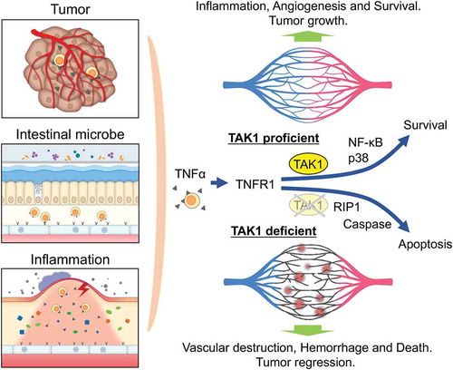 Figure 1. Role of TAK1 in maintaining vascular integrity by preventing endothelial cells apoptosis caused by TNFα secreted in the microenvironments.TNFα produced in the tumor microenvironment, induced by gut microbe activity, or induced by inflammation, stimulates through TNFR1 on endothelial cells (ECs). In wild-type mice, TNFR1 activation leads to NF-κB and p38 activation which induces cell activation and enhances survival. However, in the TAK1-deficient ECs, apoptosis occurs in a RIP1-dependent manner, which resulting in vascular destruction, hemorrhage and death of the animal. Targeting endothelial TAK1 may be developed as an anti-angiogenic therapy. TAK1, TGF-β-activated kinase-1; TNFα, tumor necrosis factor alpha; TNFR1, tumor necrosis factor receptor 1; NF-κB, nuclear factor-kappa B; RIP1, receptor interacting protein kinase 1.