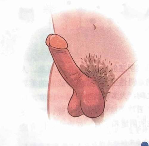 Figure 8. Illustration from Grade 5 of Cherish Lives showing an erect penis (Volume 2, page 16).