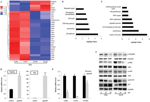 Figure 4. Apatinib affects the gene expression profiles in cervical cancer cells. (a) According with the gene expression profile in SiHa, many genes involved in cell cycle progression (CDK1, CCNC and CCND3), apoptosis (DAD1 and BAG1), and proliferation (PCNA) were significantly downregulated by the treatment of Apatinib; (b) Using KEGG analysis, we observed that p53, proteasome, TGF-beta, cell cycle, homologous recombination and mismatch repair signaling pathways were the most significantly regulated by Apatinib; (c) Gene Ontology analysis showed that the genes involved in mitotic cell cycle (both G1/S transition and G2/M transition), cell division, DNA repair, and cell proliferation were under the precise regulation of Apatinib; (d and e) Using real time PCR, we confirmed the increased mRNA levels of VEGF-A, IL-6, and the decreased expressions of CDK1, CCNC, CCND3; (f) In both SiHa and Hcc94 cells, the 24-hour treatment with Apatinib significantly inhibited the phosphorylation of VEGFR2, ERK and AKT