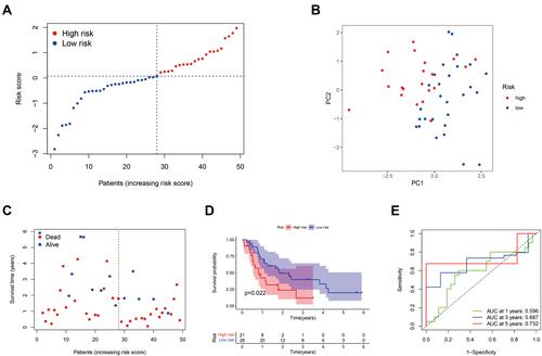 Figure 3 External validation of the prognostic risk model. (A) Distribution of PAAD patients in the GEO cohort based on the median risk score from the TCGA cohort. (B) PCA plot for PAAD patients according to the risk score. (C) Patient survival status distribution in the high-risk and low-risk groups (Blue dot: Alive, Red dot: Dead). (D) Kaplan–Meier OS analysis of PAAD patients between the high-risk and low-risk groups. (E) Prognostic value of the risk score shown via time-dependent ROC curve.