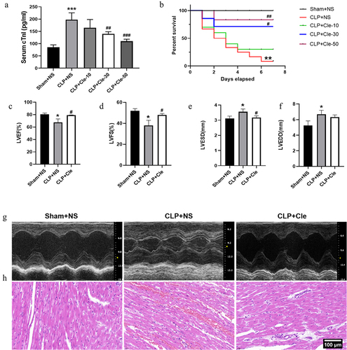 Figure 1. Clemastine attenuates CLP-induced cardiac dysfunction. The effect of different doses of clemastine was assessed via serum cTnI level and the 7-day survival rate. The structure and function of the heart were evaluated using echocardiography and H&E staining. (a) cTnI (n = 12); (b) 7-day survival rate (n = 12); (c-f) Quantification of LVEF, LVFS, LVESD, LVEDD via echocardiography (n = 3); (g) Representative echocardiographic images (n = 3); (h) Myocardium H&E staining (n = 3). Data are expressed as mean ± SD, *P < 0.05 vs Sham+NS, **P < 0.01 vs Sham+NS, ***P < 0.001 vs Sham+NS, # P < 0.05 vs CLP+NS, ## P < 0.01 vs CLP+NS, ### P < 0.001 vs CLP+NS.