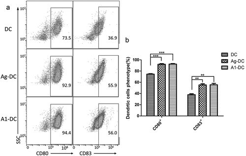 Figure 1. A1 peptide promoted the differentiation of DCs. (a). FCM analysis of CD80 and CD83 expression after 7 days in culture on DC, Ag-DC cells, A1-DC cells. (b). The quantification of CD80 and CD83 expression from the FCM data was given as mean ± SEM from three independent experiments. **P < 0.01, ***P < 0.001.