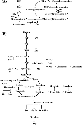 Fig. 5. Chitin synthesis pathway [Citation27] (A) and the metabolic map of organic acids and amino acids (B).