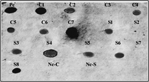 Figure 3. Dot blot analysis with katE gene-specific probe for confirming the inheritance of the katE gene into T2 tomato lines. Nc-C: negative control (non-modified plant) of Castle Rock cultivar, Nc-S: negative control (non-modified plant) of Super Strain B cultivar, Pc: positive control (pBI121-KatE vector), C1, C2, and C4-C7: modified lines of Castle Rock cultivar, C3: non-modified line of Castle Rock cultivar, S1, S3-S6, and S8: modified lines of Super Strain B cultivar, S2 and S7: non-modified lines of Super Strain B cultivar