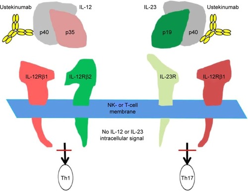 Figure 1 Ustekinumab binds to the p40 subunit of IL-12 and IL-23, preventing binding with the NK- or T-cell surface IL-12Rβ1, and inhibiting IL-12 signaling and further activation of Th1 subset of T cells as well as IL-23 signaling and further activation of Th17 subset of T cells.