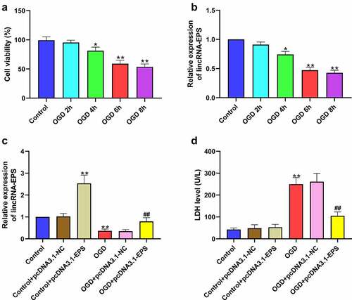 Figure 3. LincRNA-EPS inhibits OGD-induced cardiomyocyte injury in vitro. (a and b) HL-1 cells were treated with OGD for indicated times. (a) The viability of HL-1 cells was analyzed using MTT assay. (b) The level of lincRNA-EPS in HL-1 cells was tested using qRT-PCR. (c and d) The OGD-treated HL-1 cells and untreated HL-1 cells were transfected with pcDNA3.1 or pcDNA3.1 lincRNA-EPS overexpression vectors. (c) lincRNA-EPS level in HL-1 cells was tested using qRT-PCR. (d) LDH levels in culture medium of HL-1 cells were measured using colorimetric assay. Data are presented as mean ± SD. Statistic significant differences were indicated: * P < 0.05, ** P < 0.01, ## P < 0.01.