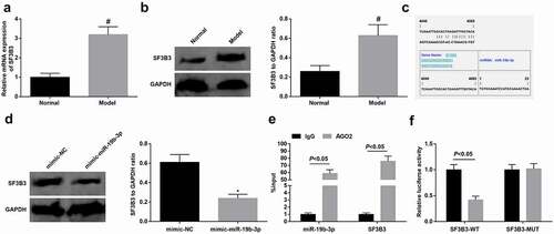 Figure 5. NPSR1 activates the MAPK pathway in TC cells. A RT-qPCR and western blot analyses were done for determining NPSR1 knockdown efficiency in cells. B Western blot was applied for the measurement of the protein levels of p-ERK1, p-ERK2 and p-JNK in cells with NPSR1 deficiency. **P < 0.01.