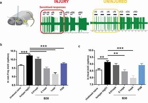 Figure 6. B30 reduces spinal cord hyperexcitability in spinal dorsal horn (DH) neurones of nerve injured animals