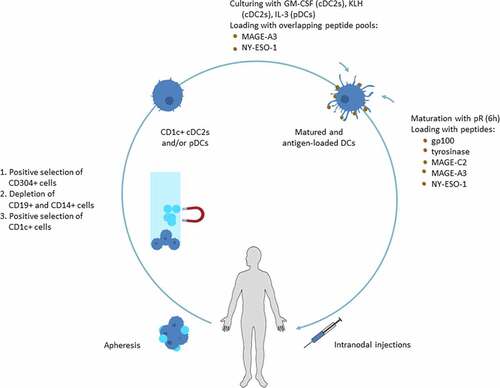 Figure 1. cDC2 and pDC isolation and vaccine preparation