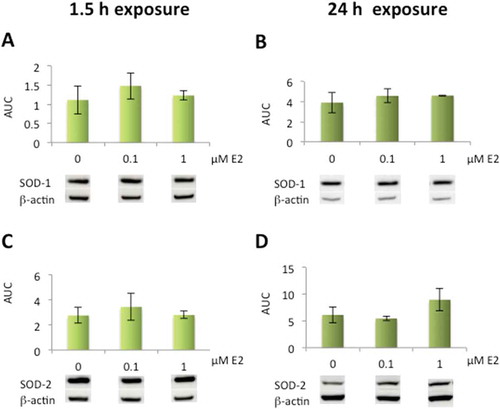Figure 2. Effects of 17β-estradiol (E2) on superoxide dismutase protein expression levels in human lens epithelial cells (HLECs).No significant changes were seen in SOD-1 (A, B) or SOD-2 (C, D) expression levels after exposure to E2 for 1.5 h or 24 h. Data presented from densitometric analyses of Western blot bands normalized to β-actin (n = 3) and shown as mean ± SD.