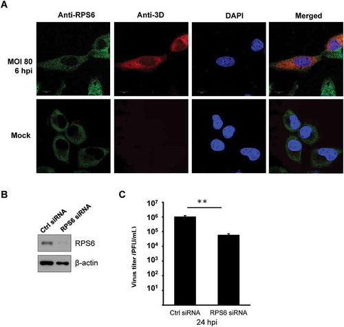 Figure 4. EV-A71 3D protein partially colocalizes with RPS6 during infection and knockdown of RPS6 inhibits viral replication. (A) HeLa cells were infected with EV-A71 at MOI of 80 for 6 h. The cells were fixed and reacted with rabbit anti-RPS6 and mouse anti-EV-A71 3D antibodies. After washing, the cells were incubated with the species-specific secondary antibodies conjugated with fluorescence dyes, stained with Hoechst 33,258, and then examined under confocal microscopy. (B) RD cells were transfected with either control siRNA (Ctrl) or siRNA against RPS6. Knockdown efficiency was evaluated by immunoblotting with anti-RPS6 antibody. β-actin served as the loading control. (C) siRNA-transfected RD cells were infected with EV-A71 at MOI of 0.001. Infected cells were harvested at 24 hpi and the viral yield was estimated by plaque formation assay. The experiment was triplicated. The result represents one of the experiments. The error bars represented the standard deviation (SD). Statistical analysis was performed by the Student’s t test. **: p < 0.01. Bar, 10 µm. hpi, hour postinfection. PFU: plaque-forming unit.