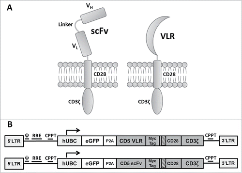 Figure 1. Schematic of CAR structures containing the CD5-directed variable lymphocyte receptor (VLR) or single chain variable fragment (scFv). (A) Second generation CAR structures with CD28 containing a scFv (left) or VLR (right) as the antigen recognition domain. (B) Schematics of the bicistronic transgene sequences used for expressing enhanced green fluorescent protein (eGFP) and the CD5-CARs using a P2 A sequence. It includes a 5′ long terminal repeat (LTR), human ubiquitin C promoter (hUBC), eGFP sequence, P2 A sequence, an interleukin-2 signal peptide (IL-2 SP), the CD5-VLR (top) or CD5-scFv (bottom), a myc epitope tag, the CD28 region, the CD3ζ intracellular domain and a 3′ LTR.