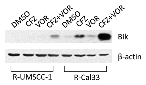 Figure 7. The carfilzomib/vorinostat combination induces potent upregulation of proapoptotic Bik. R-UMSCC-1 and R-Cal33 cells were treated for 24 h with 0.1% DMSO, CFZ alone (1.8 μM for R-UMSCC-1; 0.8 μM for R-Cal33), VOR alone (6 μM for R-UMSCC-1 alone; 4 μM for R-Cal33), or the combination of CFZ plus VOR. Treated cells were subjected to immunoblotting for Bik or β-actin. Similar results were seen in 3 independent experiments.