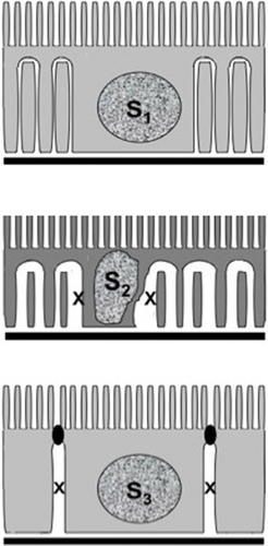 Figure 10 Essential structural features distinguishing the three segments of the proximal tubule: Upper: S1; Middle: S2; and Lower: S3. Only in the S2 and S3 segments is an enlargement of the basolateral or lateral space (marked with an X) seen in cryopreparations of the tissue (compared with Figures 2 and 7–9).