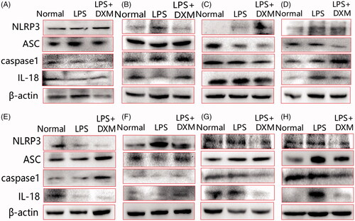 Figure 4. Images of protein expression of the NLRP3 signalling pathway in the major organs of mice after intravenous administration of LPS. Western blot assays were employed. (A) Heart; (B) liver; (C) spleen; (D) lung; (E) kidney; (F) brain; (G) small intestine; (H) large intestine. DXM: Dexamethasone.