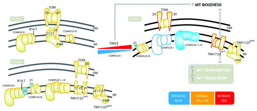 Figure 1. Diagrammatic representation of the interaction between Tim23–2 and Complex I in Arabidopsis mitochondria. Top left panel – Static – represents the TOM, TIM and respiratory complexes I and III as defined by biochemical and genetic studies. The bottom left panel – Dynamic- represents the interactions between the complexes, and Tim21 and Tim23. Imported Tim23 is incorporated into Complex I, and imported Tim21 is incorporated into Complex III. However, as most of the Tim23 and Tim21 proteins are present in the TIM17:23 complex, and the respiratory complexes are more abundant than TIM17:23 complexes, the association of Tim23 and Tim21 with Complex I and Complex III is not in stoichiometric levels, indicated in blue. A supercomplex of complex I+III is indicated, which does not contain Tim23, Tim21 or the Complex I subunit B14.7. The right panel shows what happens when an increase in Tim23–2 or decrease in Complex I occurs. There is an increase in the Tom20 receptors proteins and proteins of the TIM17:23sort complex, indicated in red. Monomeric Complex I is almost completely absent, as indicated by open blue symbols, and the super-complex I+III is reduced in abundance, indicated in blue. In addition, there are global changes in the cell transcriptome, which includes an increase in mitochondrial transcription and translation, constituting mitochondrial biogenesis.