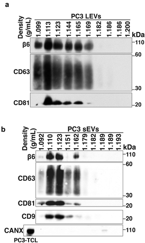 Figure 1. Characterisation of prostate cancer cell-derived αvβ6-positive LEVs and αvβ6-positive sEVs.