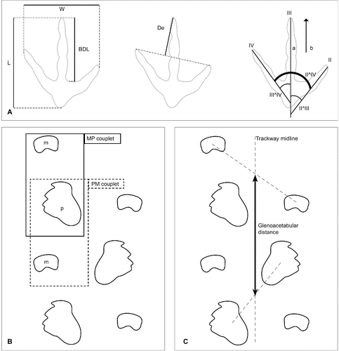 FIGURE 6. Measurements, parameters, and terminology associated with A, tridactyl tracks (track outline modified from Fig. 19); and B, segments of quadrupedal trackways. Coupled manual and pedal tracks (MP couplet) are those in which the manual track is positioned cranially relative to the pedal track in a normal tracking sequence, whereas coupled pedal and manual tracks (PM couplet) is where the pedal track is situated cranially to the manual track; C, illustration showing the calculation of the glenoacetabular distance from quadrupedal trackways. The midpoint between contralateral left and right manual impressions corresponds to a fixed cranial locus (mid-glenoid region), which is constrained in position relative to the moving limbs of an animal. Similarly, a fixed caudal locus (taken from the midpoint of contralateral left and right pedal impressions) corresponds to the acetabular region. Theoretically, the distance between the two loci along the trackway midline should correspond to the sagittal length of the animal's torso and ought not to vary greatly during locomotory progression—this distance equals the glenoacetabular distance. Abbreviations: a, axis of the digital impression (in this case for the axis of the impression of digit III); b, direction of principal track axis; BDL, basal digital impression length (in this case for the impression of digit III); De, digital impression extension; II^III, divarication angle between impressions of digits II and III; III^IV, divarication angle between impressions of digits III and IV; II^IV, total divarication angle; L, track length; m (or M), manual track; p (or P), pedal track; W, track width.