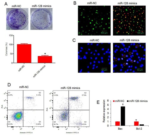 Figure 2. miR-128 over-expression declined colony formation and induced apoptosis in colon cancer cells. (A) Analysis of colony formation from HT-29 cancer cells transfected with miR-128 mimics or miR-NC; (B) AO/EB staining analysis of HT-29 cancer cells transfected with miR-128 mimics or miR-NC. Green, yellow and red colors indicate normal, early apoptotic and late apoptotic cells, respectively; (C) DAPI staining analysis of HT-29 cancer cells transfected with miR-128 mimics or miR-NC. Arrows indicate apoptotic cells; (D) flow cytometric examination of apoptosis of HT-29 cancer cells transfected with miR-128 mimics or miR-NC. The experiments were performed in triplicate and expressed as mean ± SD (*P < 0.05).