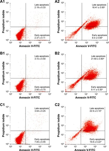 Figure 6 Induction of apoptosis in colonic adenocarcinoma (COLO205) cells by MGR which was observed by staining with FITC-conjugated annexin V-FITC. (A1–C1) Untreated (control) COLO205 cells at 24, 48, and 72 hours. (A2–C2) COLO205 cells after treatment with MGR at 12, 24, and 48 hours. *Significant (P < 0.05) increase in apoptotic cells in the MGR-treated groups compared to untreated controls.