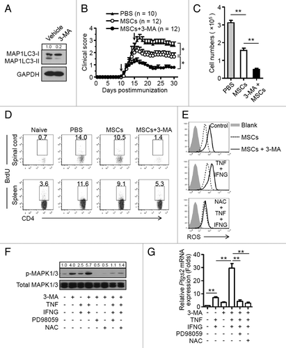 Figure 7. 3-MA pretreatment of MSCs improves their therapeutic efficacy in EAE. (A) MSCs were treated with or without 3-MA (10 mM) for 12 h and analyzed by immunoblots. (B) Clinical scores were obtained for EAE mice treated with PBS (n = 10 mice per group), MSCs (n = 12 mice per group), and 3-MA-pretreated MSCs (n = 12 mice per group). Data are shown as mean ± SEM from one out of 3 independent experiments. (C and D) Central nervous system-infiltrated mononuclear cells were isolated from PBS- (n = 6 mice per group), MSC- (n = 6 mice per group), and 3-MA-pretreated MSC-treated (n = 6 mice per group) EAE mice on day 15, and total cell numbers were counted. (C) Cells were stained with anti-CD4 antibody and CD4+ T cell numbers were determined. Data are shown as mean ± SEM (n = 6 mice per group). (D) Cells were stained with anti-CD4 and anti-BrdU antibodies, and analyzed by flow cytometry. (E) MSCs were pretreated with 3-MA for 12 h, cells were then treated with or without TNF (20 ng/ml) plus IFNG (50 ng/ml) for 6 h. NAC was added to inhibit ROS generation. Cells were then incubated with CM-H2DCFDA (2.5 μM) for 30 min and analyzed by flow cytometry. (F) MSCs were pretreated with 3-MA for 12 h, cells were then treated with MAPK1/3 inhibitor PD98059 (20 μM) or ROS inhibitor NAC (10 mM) for 30 min prior to TNF plus IFNG treatment, and cells were analyzed by immunoblots. (G) MSCs were pretreated with 3-MA for 12 h, then treated with MAPK1/3 inhibitor PD98059 (20 μM) or ROS inhibitor NAC (10 mM) for 30 min prior to TNF (20 ng/ml) plus IFNG (50 ng/ml) treatment for 4 h. The expression of Ptgs2 was measured by quantitative real-time PCR. Data are shown as mean ± SEM of 4 independent experiments. *P < 0.05, **P < 0.01.