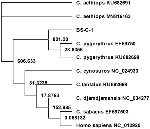 Figure 1. Maximum-likelihood phylogenetic tree showing the relationships of the BS-C-1 mitochondrial genome to other genomes in the genus Chlorocebus and to human mtDNA.